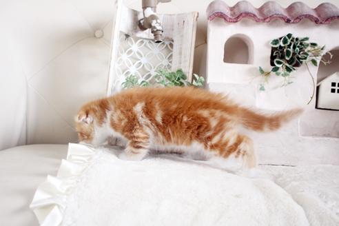 成約済の佐賀県のスコティッシュフォールド-14619の2枚目