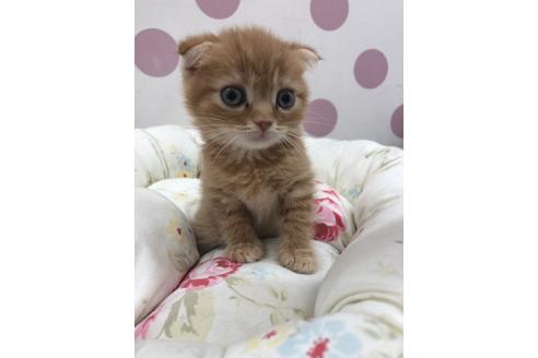 成約済の広島県のスコティッシュフォールド-14337