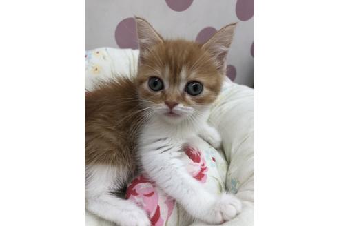 成約済の広島県のスコティッシュフォールド-14336の1枚目