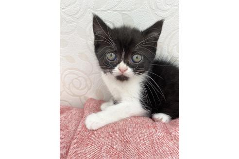 成約済の広島県のブリティッシュショートヘア-14348の1枚目