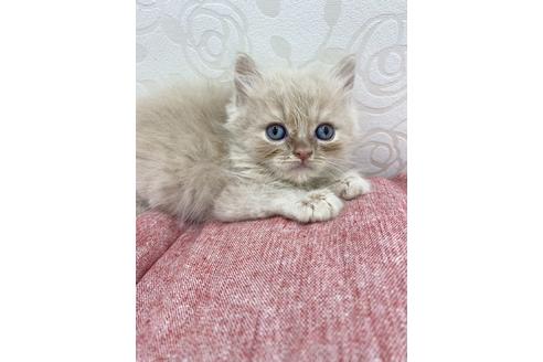 成約済の広島県のブリティッシュショートヘア-14344