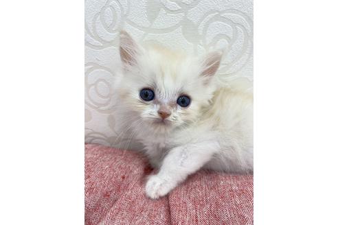 成約済の広島県のブリティッシュショートヘア-14345