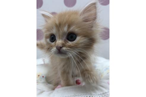 成約済の広島県のミヌエット-14339