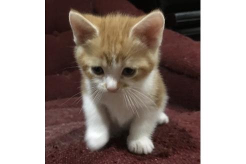 子猫ブリーダーナビ