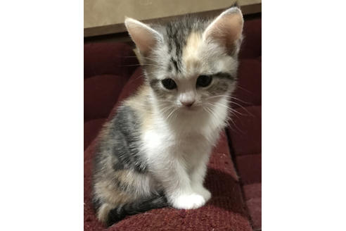子猫ブリーダーナビ