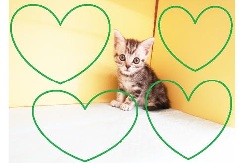 成約済の東京都のアメリカンショートヘア-14698の2枚目