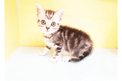 成約済の東京都のアメリカンショートヘア-14698の1枚目