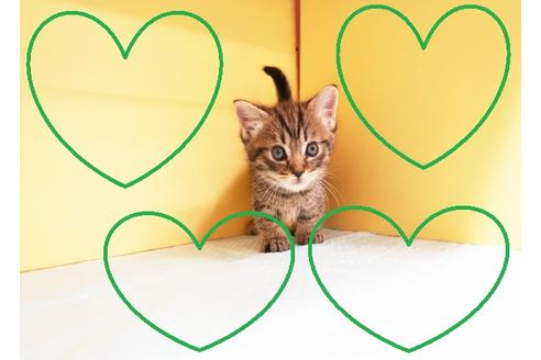 成約済の東京都のミヌエット-14700の1枚目