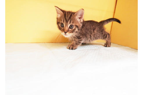 成約済の東京都のミヌエット-14700の2枚目