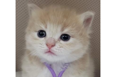 成約済の埼玉県のサイベリアン-14714の1枚目