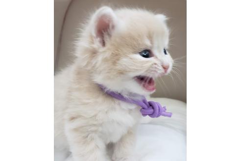 成約済の埼玉県のサイベリアン-14714の4枚目