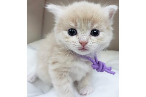 成約済の埼玉県のサイベリアン-14714の3枚目