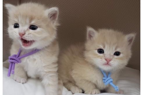 成約済の埼玉県のサイベリアン-14714の2枚目