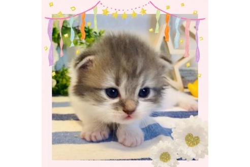 成約済の大阪府のラガマフィン-14728