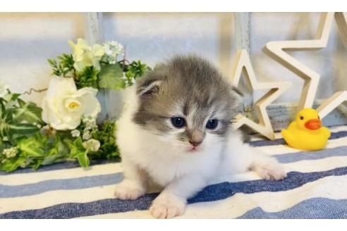 成約済の大阪府のラガマフィン-14728の3枚目