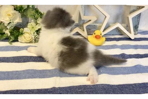 成約済の大阪府のラガマフィン-14728の2枚目