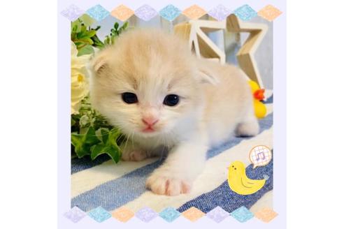 成約済の大阪府のラガマフィン-14729