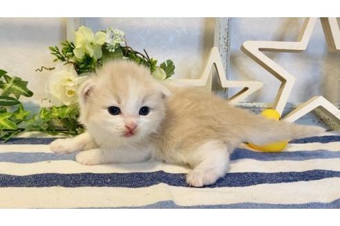 成約済の大阪府のラガマフィン-14729の4枚目