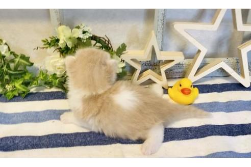 成約済の大阪府のラガマフィン-14729の2枚目