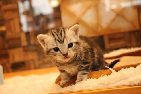 成約済の大阪府のアメリカンショートヘア-14807