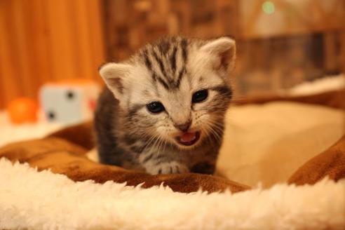 成約済の大阪府のアメリカンショートヘア-14807の5枚目