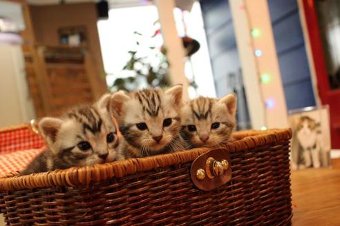 成約済の大阪府のアメリカンショートヘア-14807の4枚目