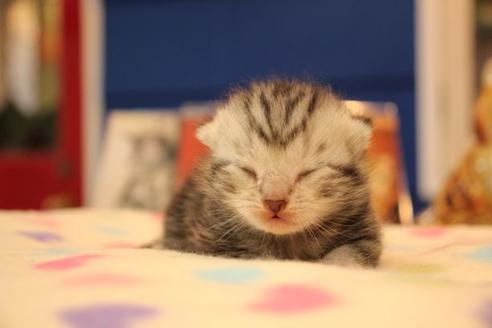 成約済の大阪府のアメリカンショートヘア-14807の3枚目