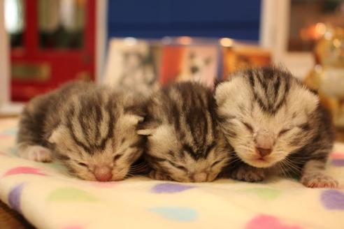 成約済の大阪府のアメリカンショートヘア-14807の2枚目