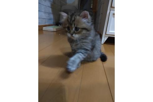 子猫ブリーダーナビ