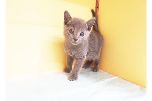 成約済の東京都のロシアンブルー-14823の2枚目