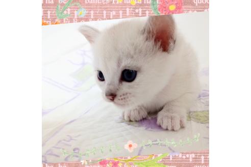 成約済の東京都のその他の猫種-14828