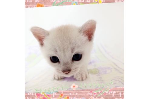 成約済の東京都のその他の猫種-14828の5枚目