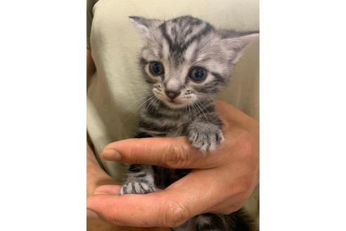岐阜県の子猫を探す 子猫ブリーダーナビ