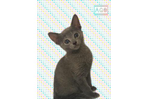 東京都のロシアンブルー 男の子 21 04 10生まれ ブルー 子猫id 子猫ブリーダーナビ 東京都のロシアンブルー 男の子 21 04 10生まれ ブルー 子猫id 子猫ブリーダーナビ