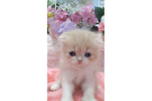 成約済の広島県のスコティッシュフォールド-14872の1枚目