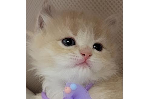 成約済の埼玉県のサイベリアン-14885の1枚目