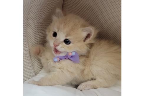 成約済の埼玉県のサイベリアン-14885の4枚目