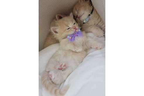 成約済の埼玉県のサイベリアン-14885の3枚目