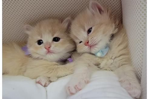 成約済の埼玉県のサイベリアン-14885の2枚目