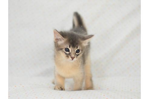 大阪府のソマリ 女の子 21 04 22生まれ ブルー 子猫id 子猫ブリーダーナビ