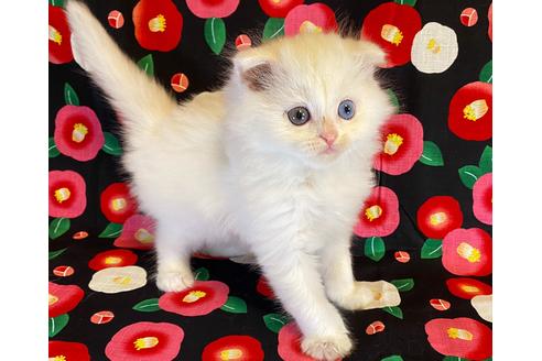 子猫ブリーダーナビ