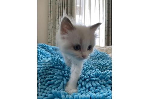 埼玉県のラグドール 女の子 21 04 24生まれ パパ猫 ママ猫の甘えん坊な性格を しっかり受け受け継いでいます すくすく育って元気いっぱいの 女の子です 子猫id 子猫ブリーダーナビ