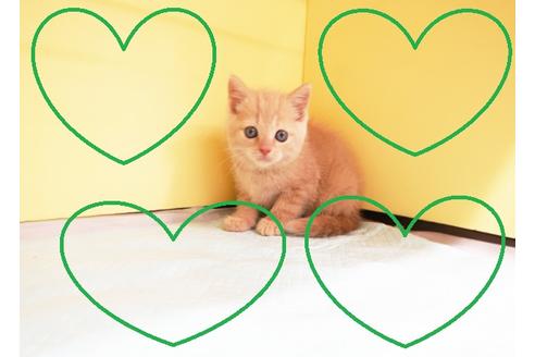 成約済の東京都のスコティッシュフォールド-14956の1枚目