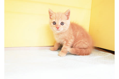 成約済の東京都のスコティッシュフォールド-14956の2枚目