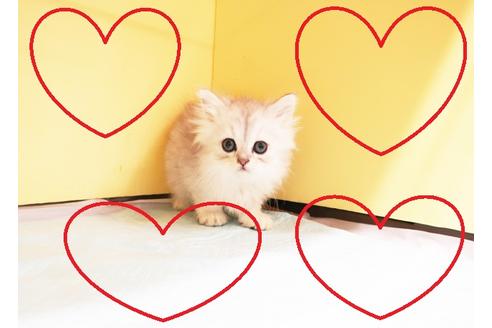 成約済の東京都のペルシャ-14958の1枚目