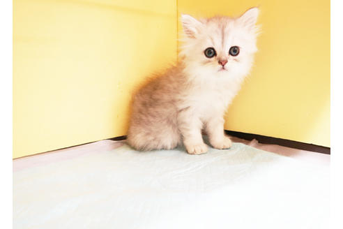 成約済の東京都のペルシャ-14958の2枚目