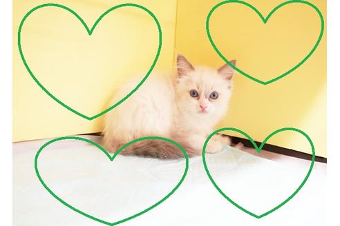 成約済の東京都のラグドール-14959の1枚目