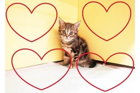 成約済の東京都のアメリカンショートヘア-14961