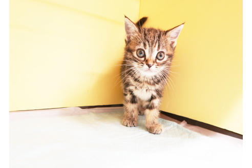 成約済の東京都のアメリカンショートヘア-14961の2枚目