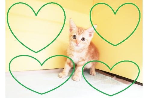 成約済の東京都のアメリカンショートヘア-14962